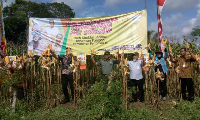 Gunung Kidul Panen Raya Jagung Hibrida