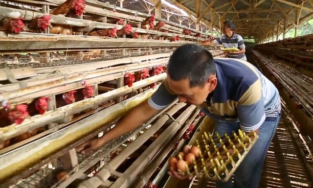 Harga Daging Ayam Stabil, Petani dan Peternak Tenang