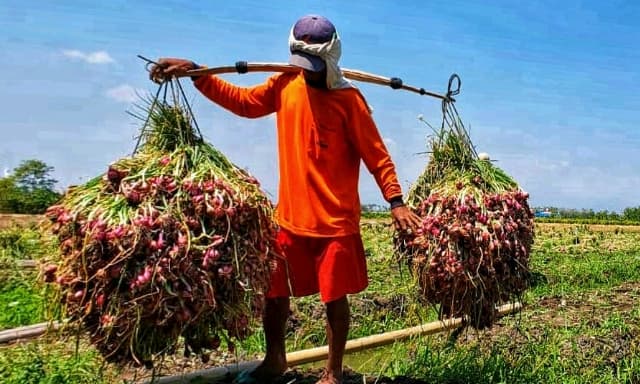 Wanti-Wanti Spekulan Tak Bermain, Kementan Optimis Harga Bawang Merah Lekas Normal Lagi