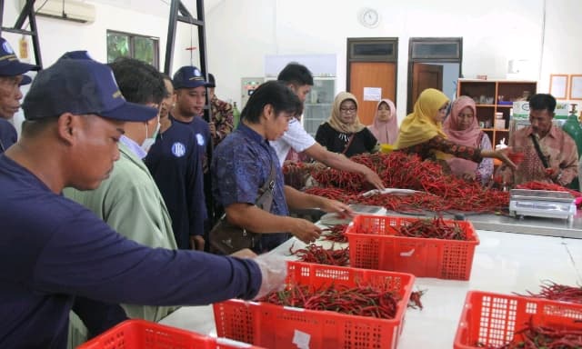Beri Nilai Tambah, Balitbangtan Latih Para Petani Cabai