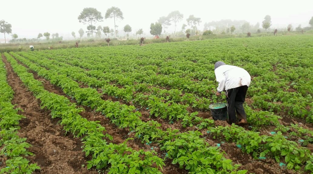 Pendapatan Petani di Kerinci Jambi Meningkat Dengan Menanam Kentang