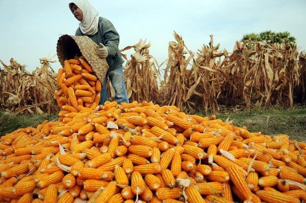 Petani Puas Hasil Panen, Juga Keadilan Harga Diperhatikan