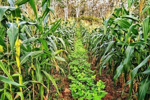 Tumpangsari, Produksi Meningkat, Persaingan Lahan pun Bisa Dicegah