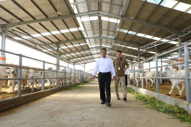 Mentan Apresiasi Peternak Sapi Potong Jawa Timur