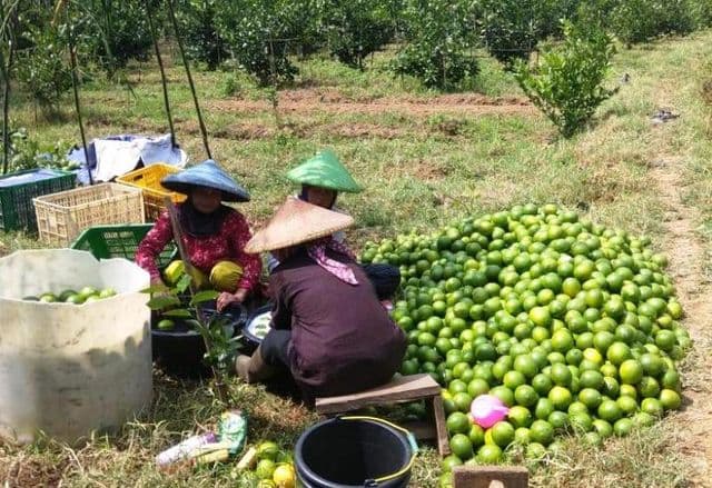 Manis dan Segarnya Budidaya Jeruk Lemon