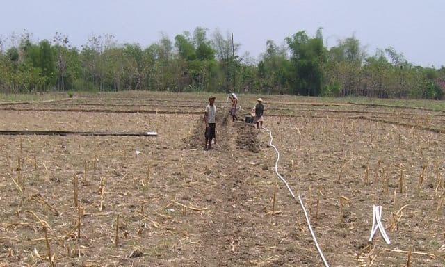 Antisipasi Musim Kemarau dengan Varietas Tanaman Pangan Adaptif