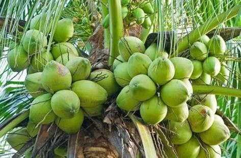 Pembangunan Pertanian Pintu Masuk Mengatasi Kemiskinan