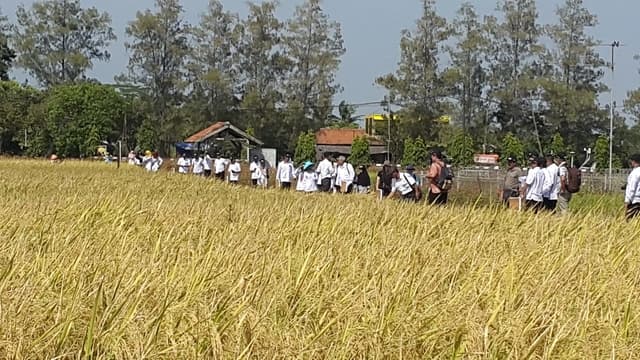 Bantu Atasi Stunting, Kementan Giatkan Diseminasi Benih Padi Inpari IR Nutri Zinc