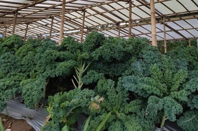 Sayuran Organik Produksi Milenial Kian Eksis di Masa Pandemi