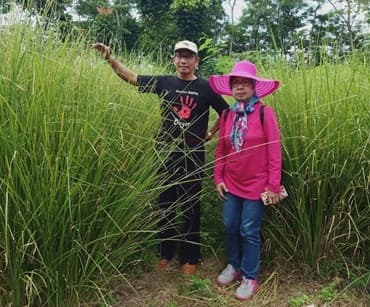 Lebih Dekat Dengan Vetiver, Tanaman Dengan Beragam Manfaat