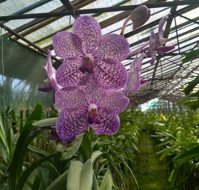 Kurangi Ketergantungan Produk Luar, Balitbangtan Produksi Mandiri Anggrek Vanda