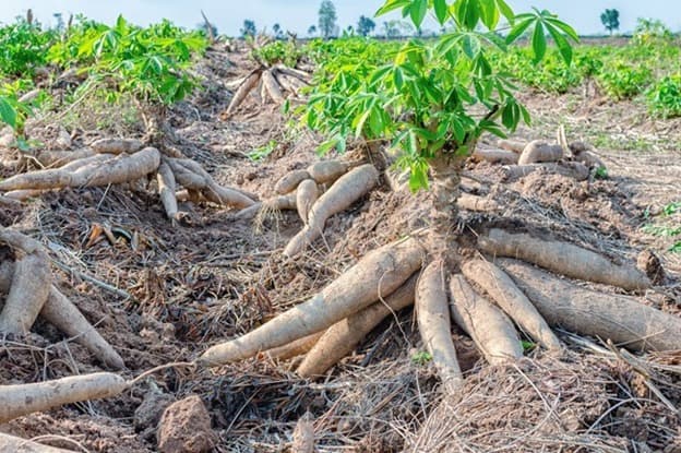 Kementan Tingkatkan Produksi Ubi Kayu Sebagai Pangan Lokal Alternatif Saat Pandemi Covid-19