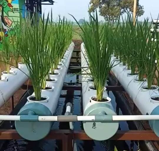 Bertanam Padi Hidroponik, Alternatif Pemenuhan Pangan Keluarga