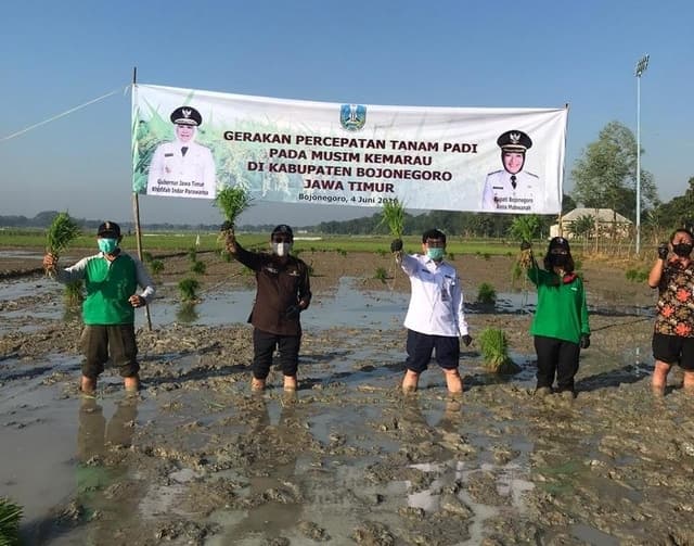 Pemasok Beras Jatim, Bojonegoro Percepat Tanam Padi