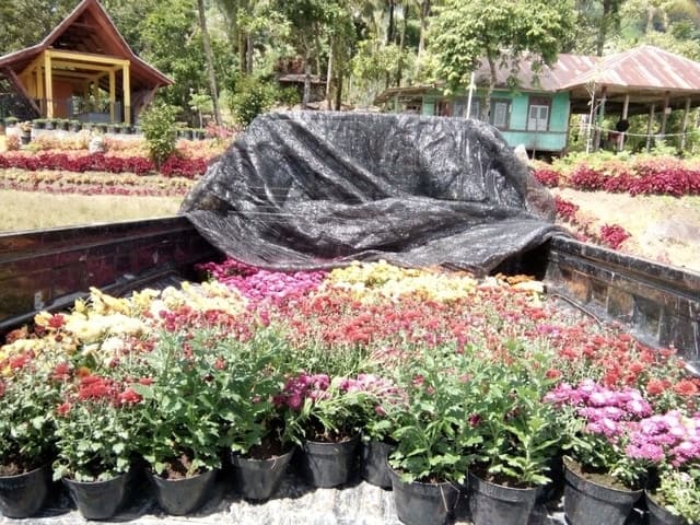 Krisan Asal Kota Solok Tetap Eksis di Tengah Pandemi