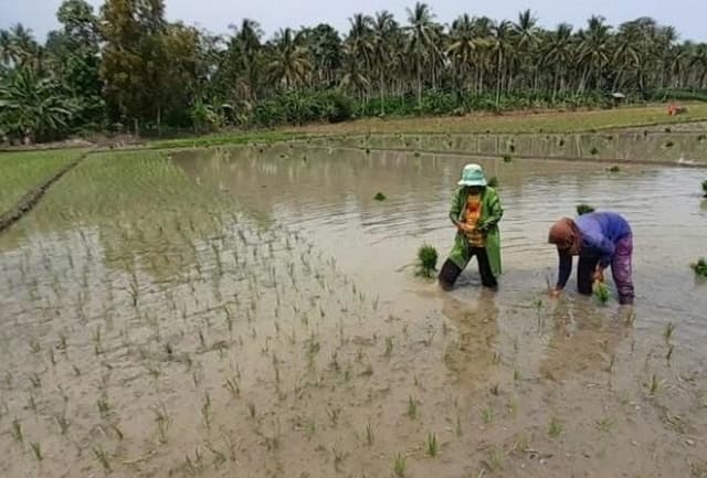 Jaga Stok Beras, Lampung Selatan Tancap Gas Mulai Tanam Padi di Musim Gadu