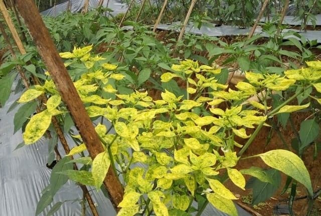 Tanam Cabai di Musim Kemarau, Kementan Minta Petani Terapkan Jurus Ini