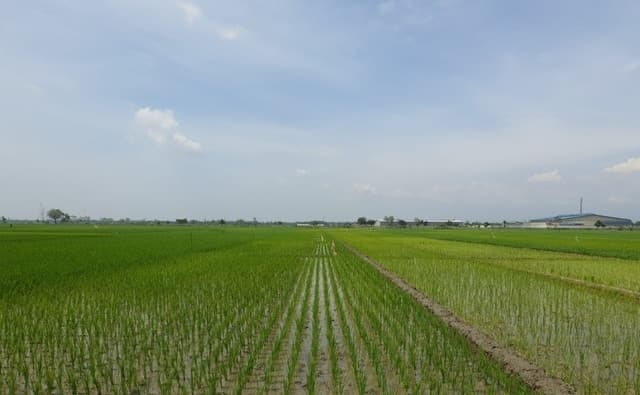 Atasi Stunting, Musim Gadu Pemalang Tanam Padi Inpari IR Nutri Zinc