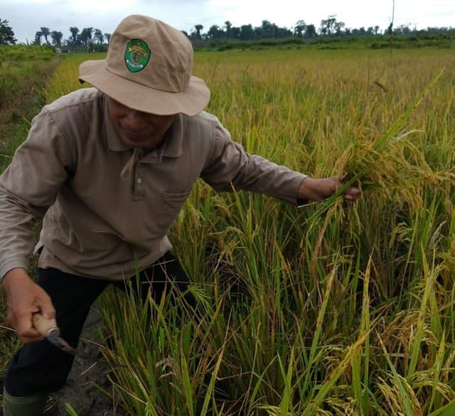 Kostratani Gunung Tabur – Berau, Dampingi Petani Panen Padi di Tengah Pandemi Covid-19