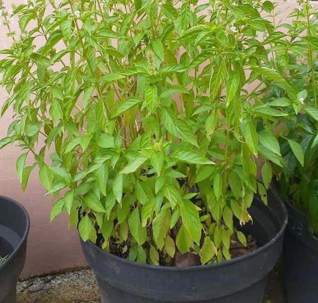 Ekspektoran Alami Dari Daun Kemangi