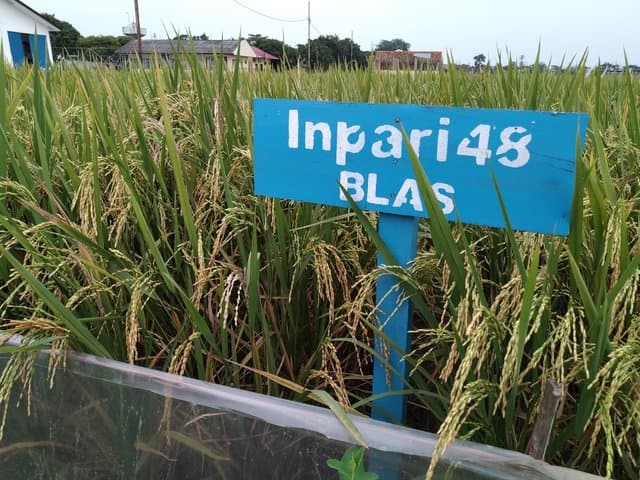 INPARI 48 BLAS, Alternatif Varietas Unggul Baru Tahan Blas