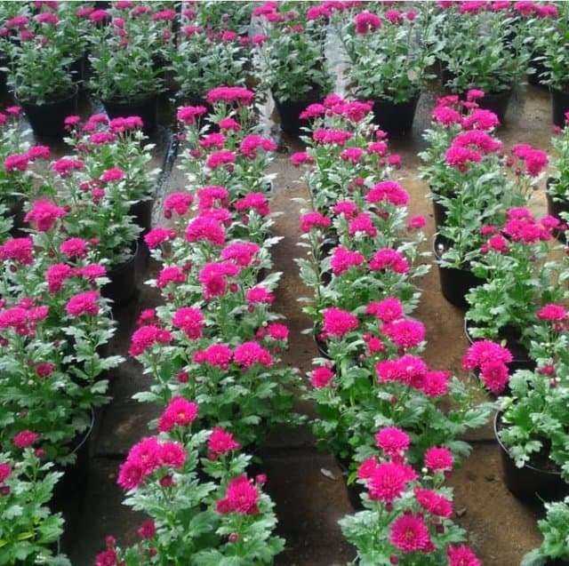 Pengembangan Krisan Pot di Sumatera Barat