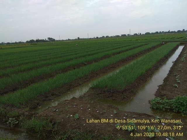Sempat Tergenang, Produksi Bawang Merah Nasional Tetap Aman