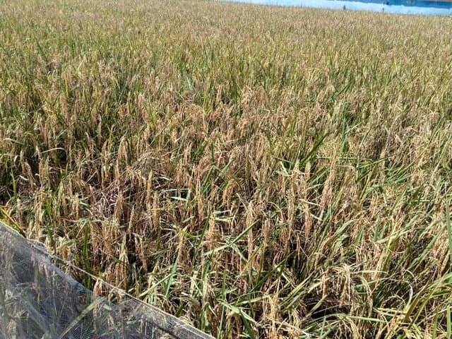 Covid-19 Tak Halangi Petani Indramayu Panen Raya Padi dan Jagung
