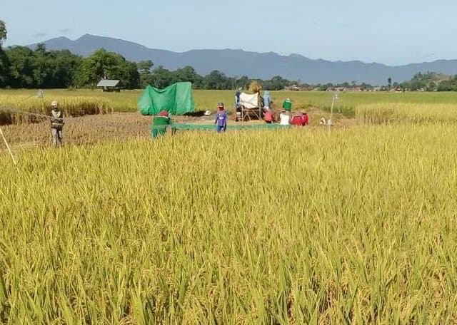 Kadis Pertanian Sergai: Hadapi Wabah Covid-19, Persediaan Pangan Masih Aman
