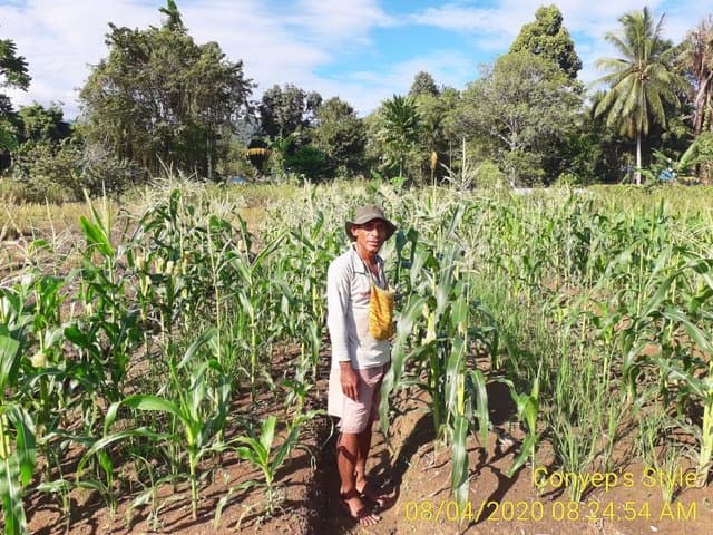 Inovasi Tumpangsari Padi Amfibi Penyuluh Papua Barat Picu Semangat Petani
