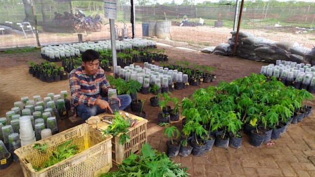 Balitbangtan Gandeng PT GGP Kembangkan Pepaya Merah Delima