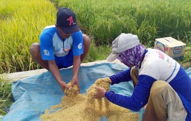 BPP Gadingrejo Gandeng Swasta Kurangi Ketergantungan pada Pupuk Anorganik