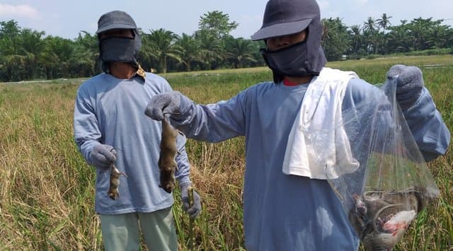 Amankan Produksi, Kabupaten Batubara Lakukan Gerdal Tikus Sawah