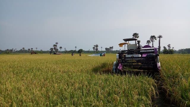 Di Triwulan I, PDB Pertanian Mengalami Kenaikan