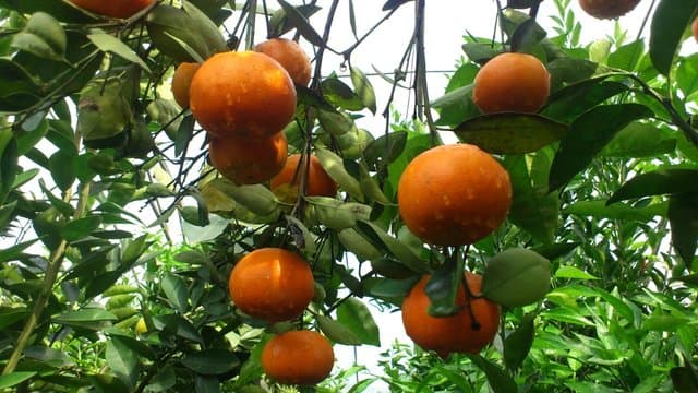 Kertaji, Varietas Baru Jeruk Keprok Indonesia