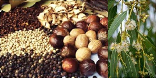 Balitbangtan Gali Potensi Eucalyptus dan Tanaman Herbal Sebagai Antivirus