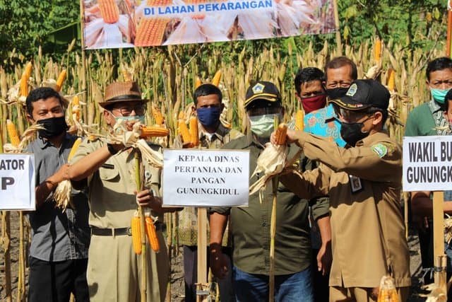 Pekarangan Ditanam Jagung, Wabup Gunung Kidul Panen Bersama Petani