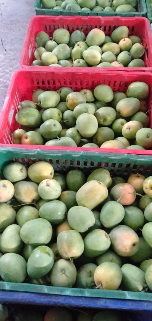 Lewat SIMPOK, Gedong Gincu Sumedang Tembus Pasar Eropa