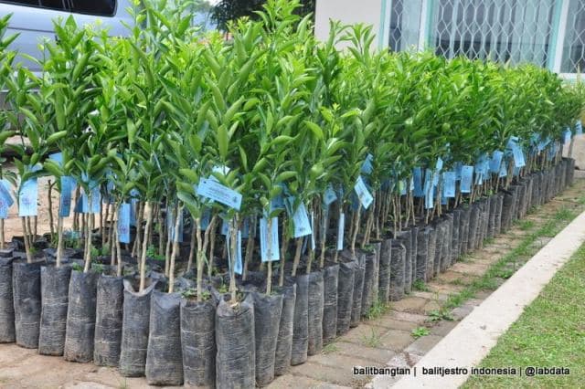 Kementan Mendorong Munculnya Varietas Unggul Lokal