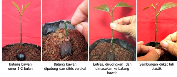 Perbanyak Benih Pala Betina Dan Jantan, Balitbangtan Kementan Lakukan Teknik Penyambungan