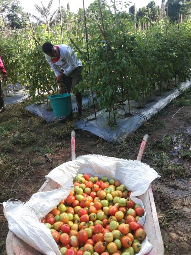Gubernur Malut Panen Tomat Servo di Kostratani Oba Utara