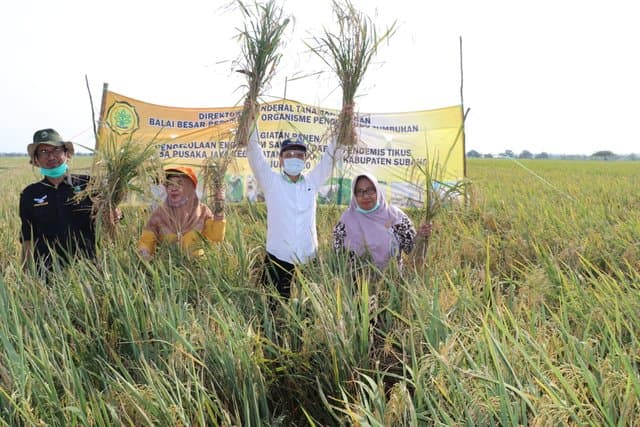 Amankan Produksi Padi, Kementan Fokus Kawal Gerdal Wilayah Endemis Tikus di Subang