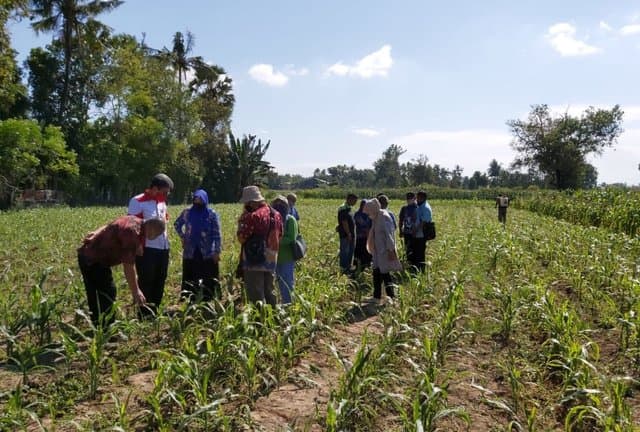 Tanggap Laporan Petani, Kementan Gerak Cepat Atasi Ulat Grayak Jagung