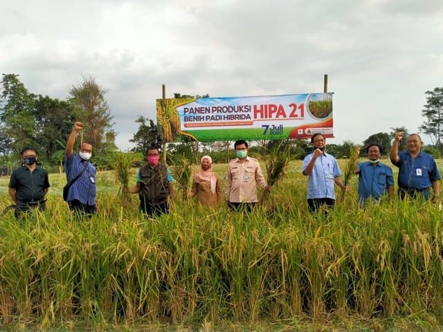Produksi Benih Padi Hibrida Jadi Solusi Cerdas Tingkatkan Produktivitas Padi