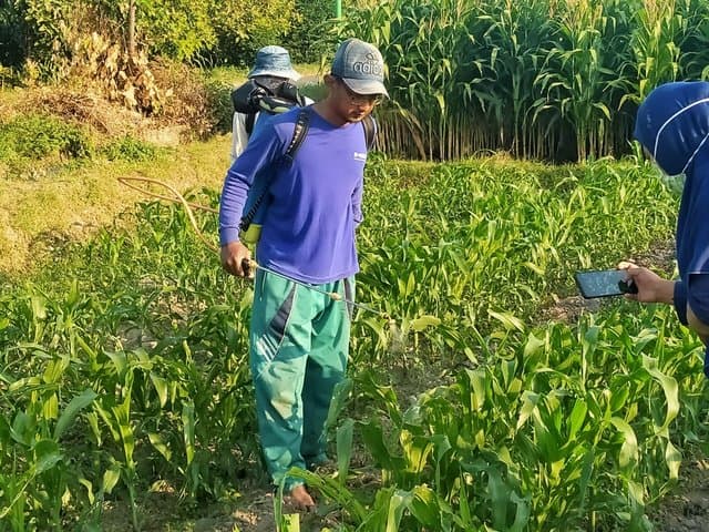 Rutin Lakukan Pengamatan, Petugas POPT Kediri Berhasil Kendalikan Ulat Grayak