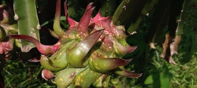Catat! Jangan Anggap Remeh Penyakit Kanker Batang Buah Naga