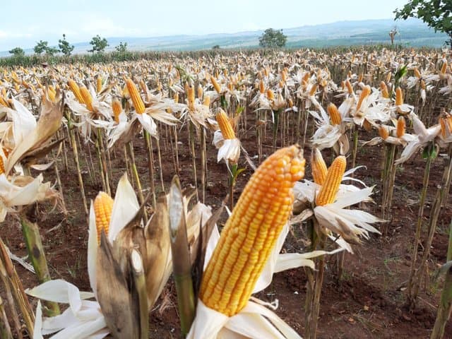 Hasilkan Jagung Rendah Aflatoksin, Petani Jagung NTB Siap Penuhi Industri Pangan dan Ekspor
