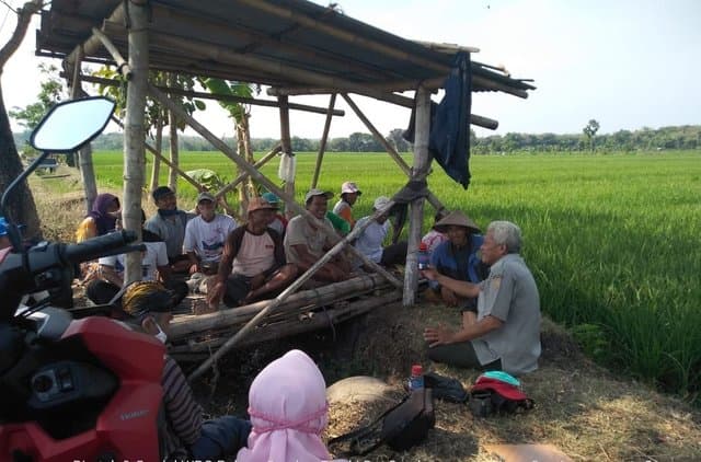 Kementan Gerak Cepat Amankan Jawa Tengah Dari Serangan Wereng Coklat