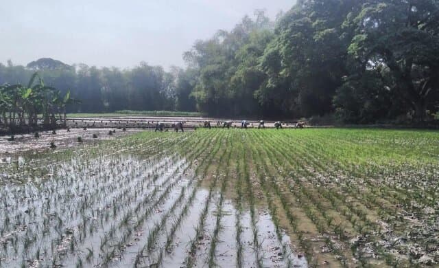 Penyuluh Pertanian Tuban Dukung Ketahanan Pangan Melalui Penerapan Sistem Jarwo 2:1