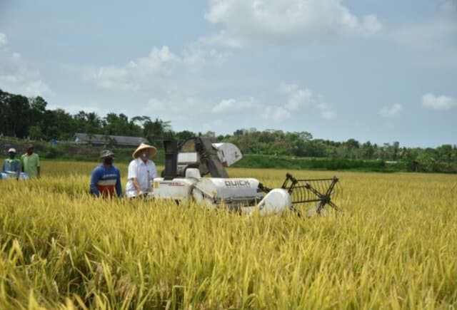 Usai Panen Padi, Bupati Kebumen Pastikan Surplus Beras